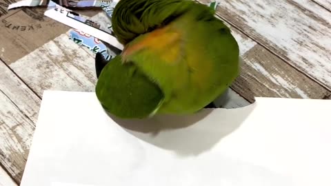 Funny Bird