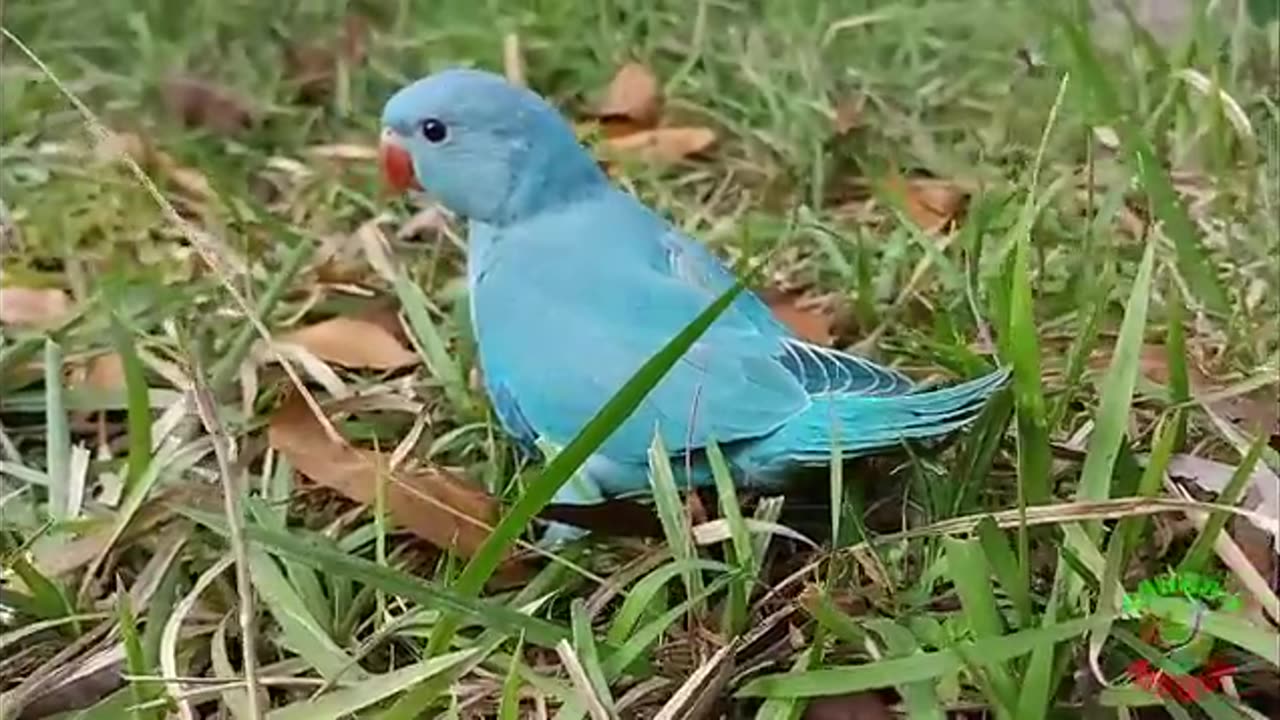 Birds voice beautiful