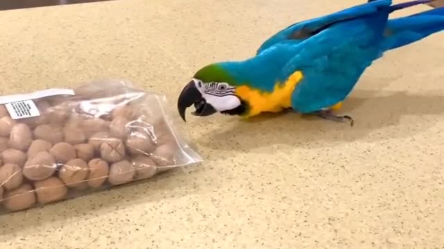 Parrot steals food without permission of its owner