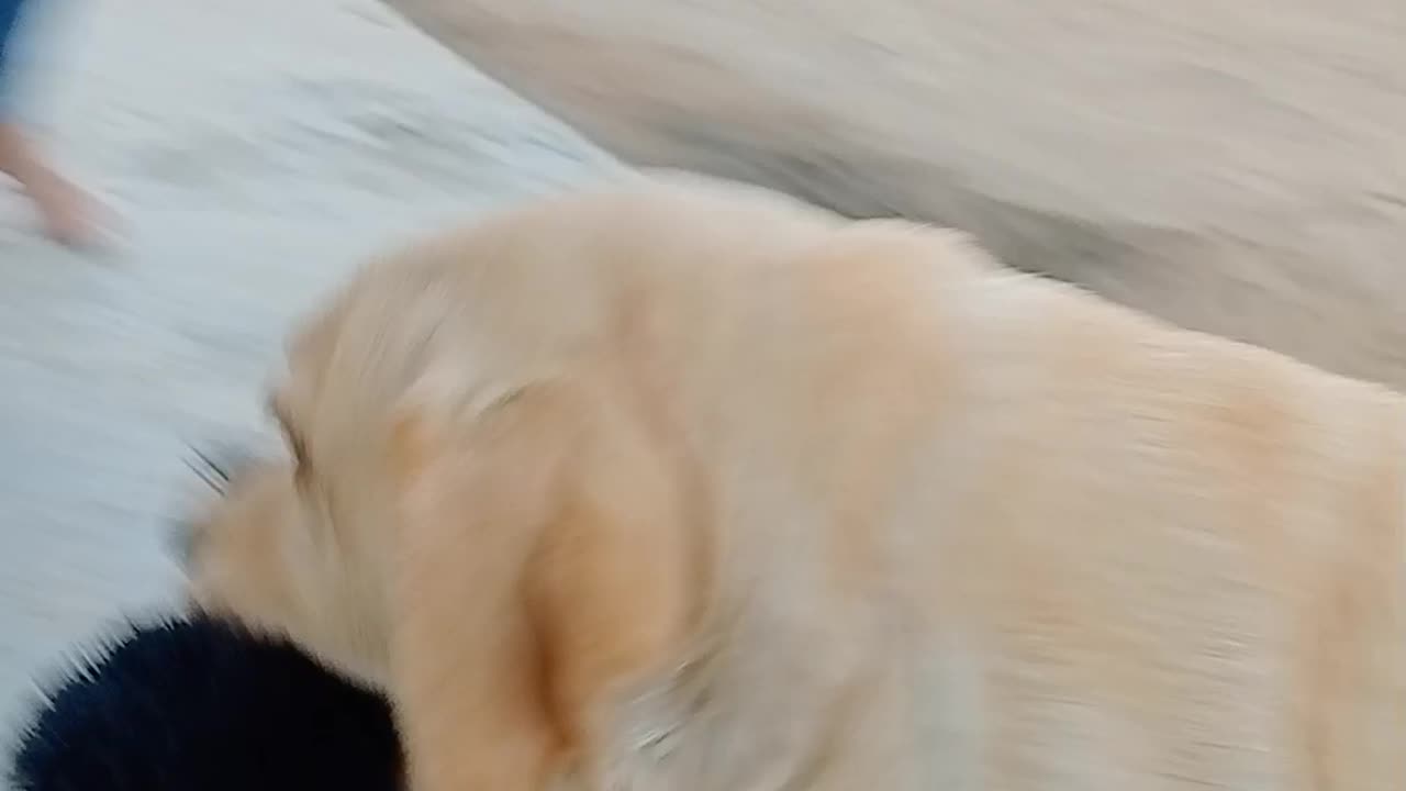Funny with dog 🐶