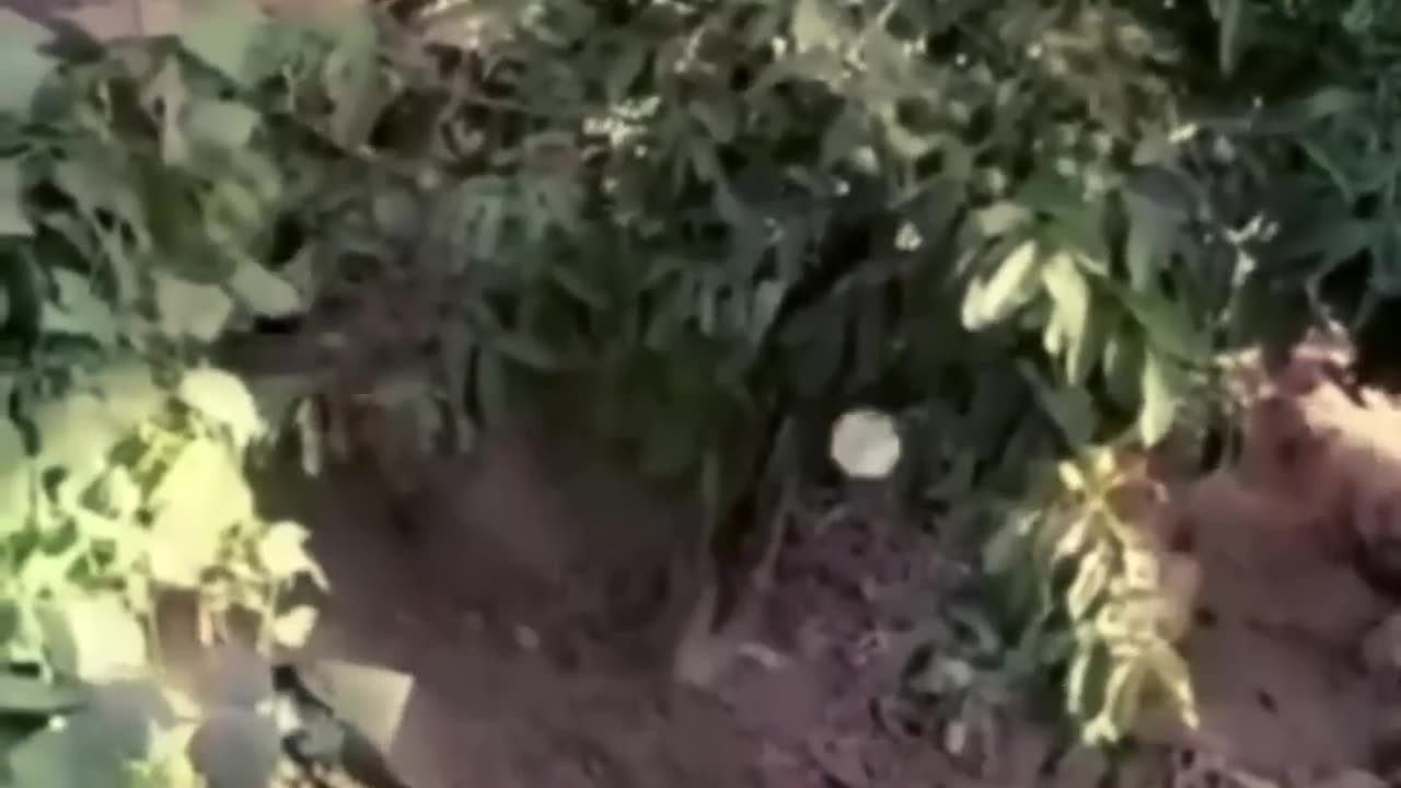 Funy_anim_82 840