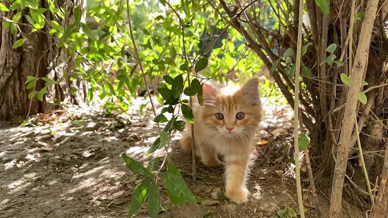 Cut cat with a natural.