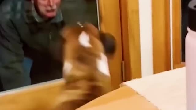 Funny 🤣 Dog 🐶🐕 video