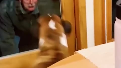 Funny 🤣 Dog 🐶🐕 video