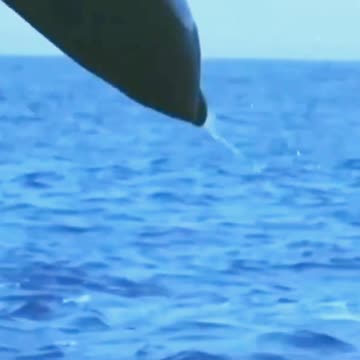 Majestic Dolphin Leaps into the Air | interesting news bbc