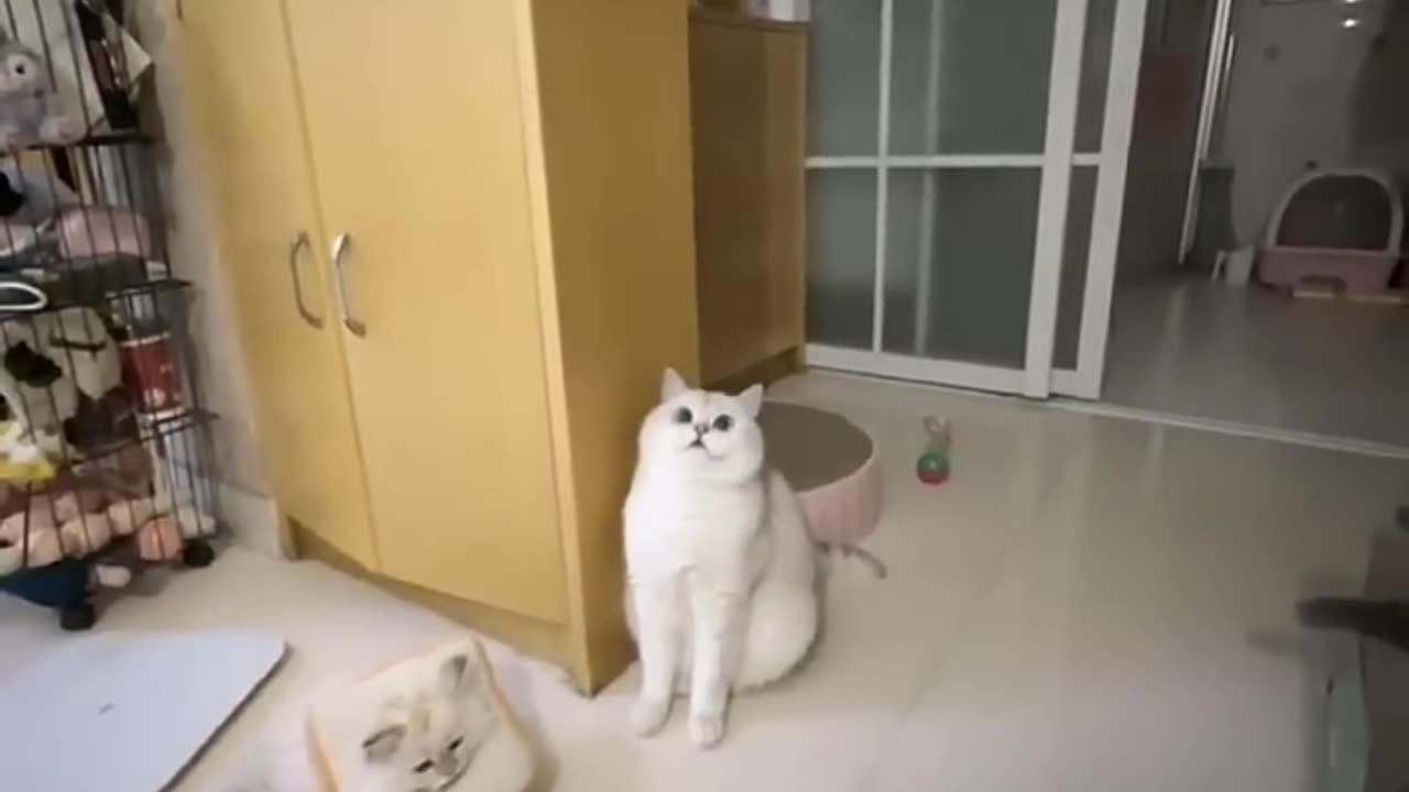 Funny Animal Video 3