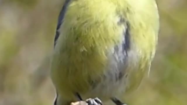 Canary Singing