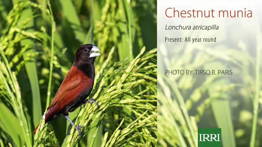 Birds of Philippine rice fields