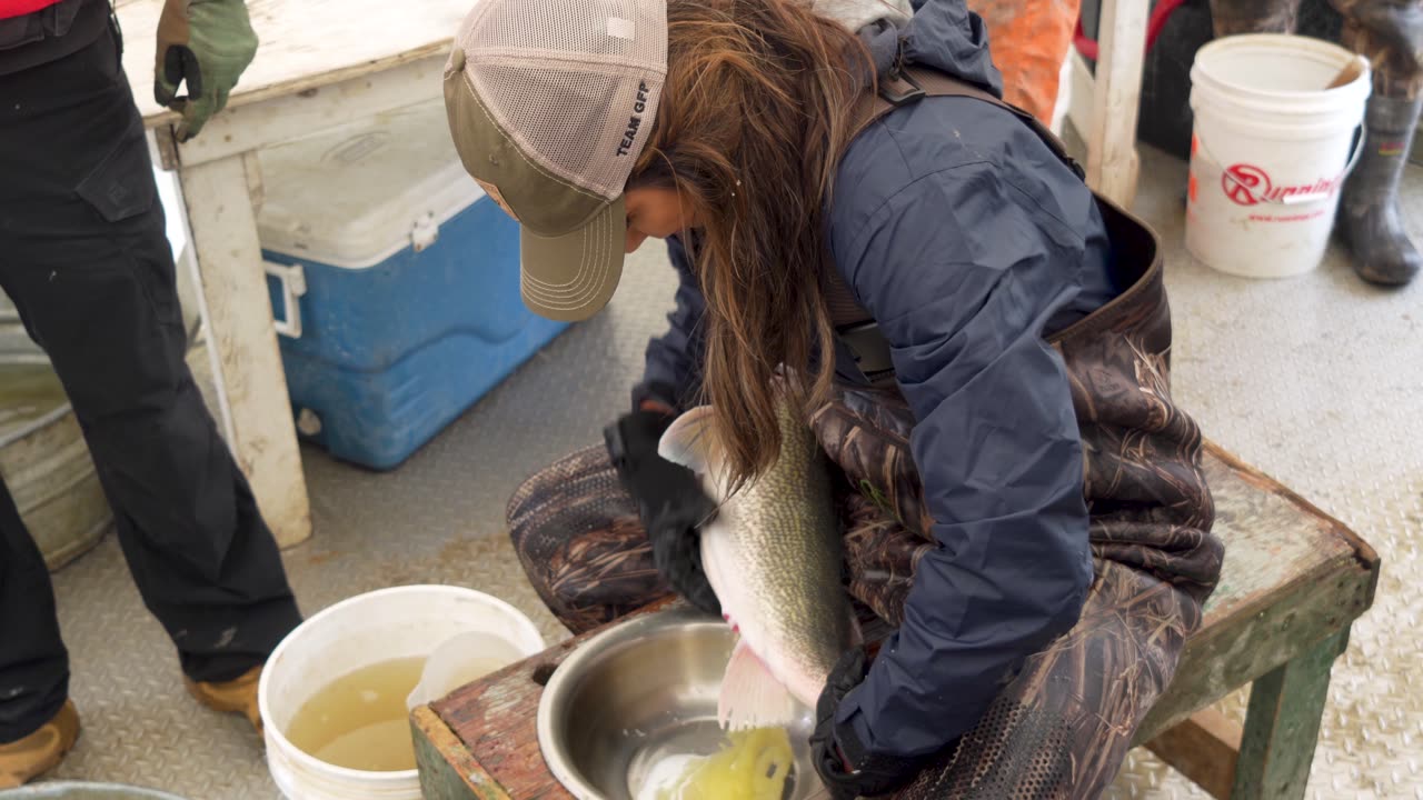 Harvesting and Hatching Walleye Eggs