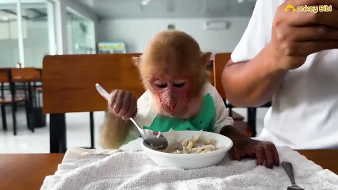Baby monkey help dad isi formi baby money enjoy for fad