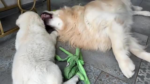 Puppy Plays with Golden Retriever