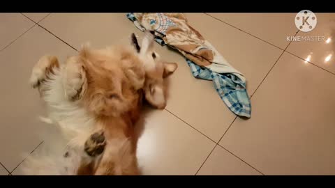 See My Dog's (Bubbles) Nautankee | #drbubbles