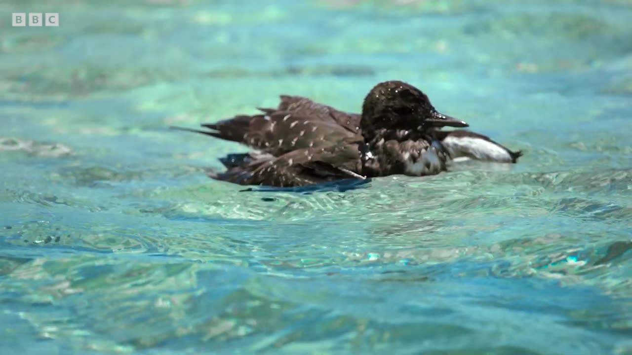 Exploring The Underwater World | | Blue Planet II | Underwater World Discovery