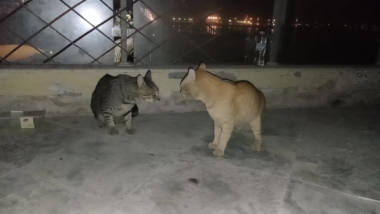 Homeless cats in UAE, Ras Al Khaimah: MICHAEL JACKSON & ED SHEERAN #cats #MichaelJackson #EdSheeran