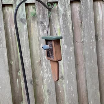 Watch that Red-breasted Nuthatch