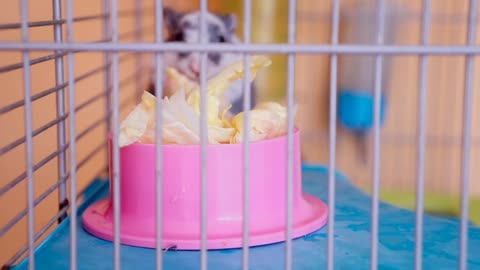 Black and white sweet gerbil playing in a cage.