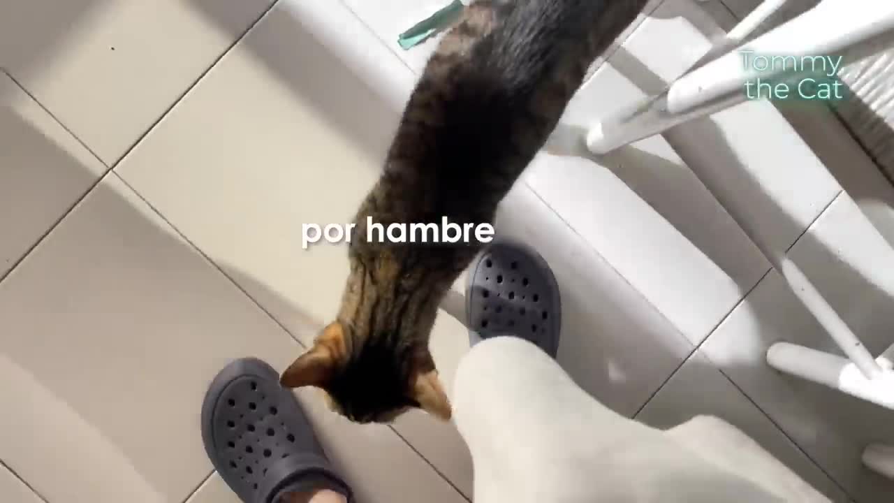 Why my Cat woke me up at 5 a.m.
