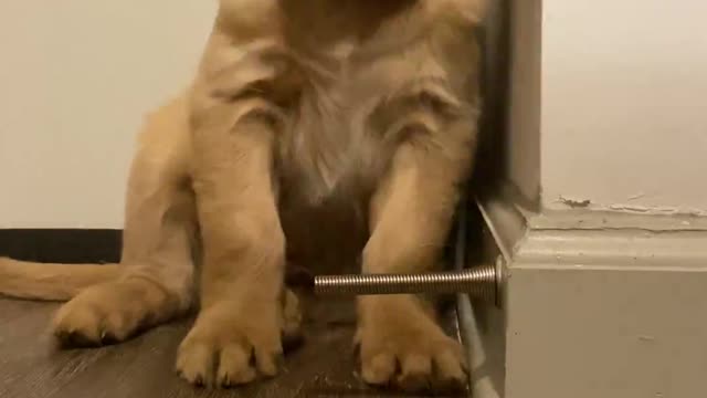 Playful Puppy Fascinated by Doorstop