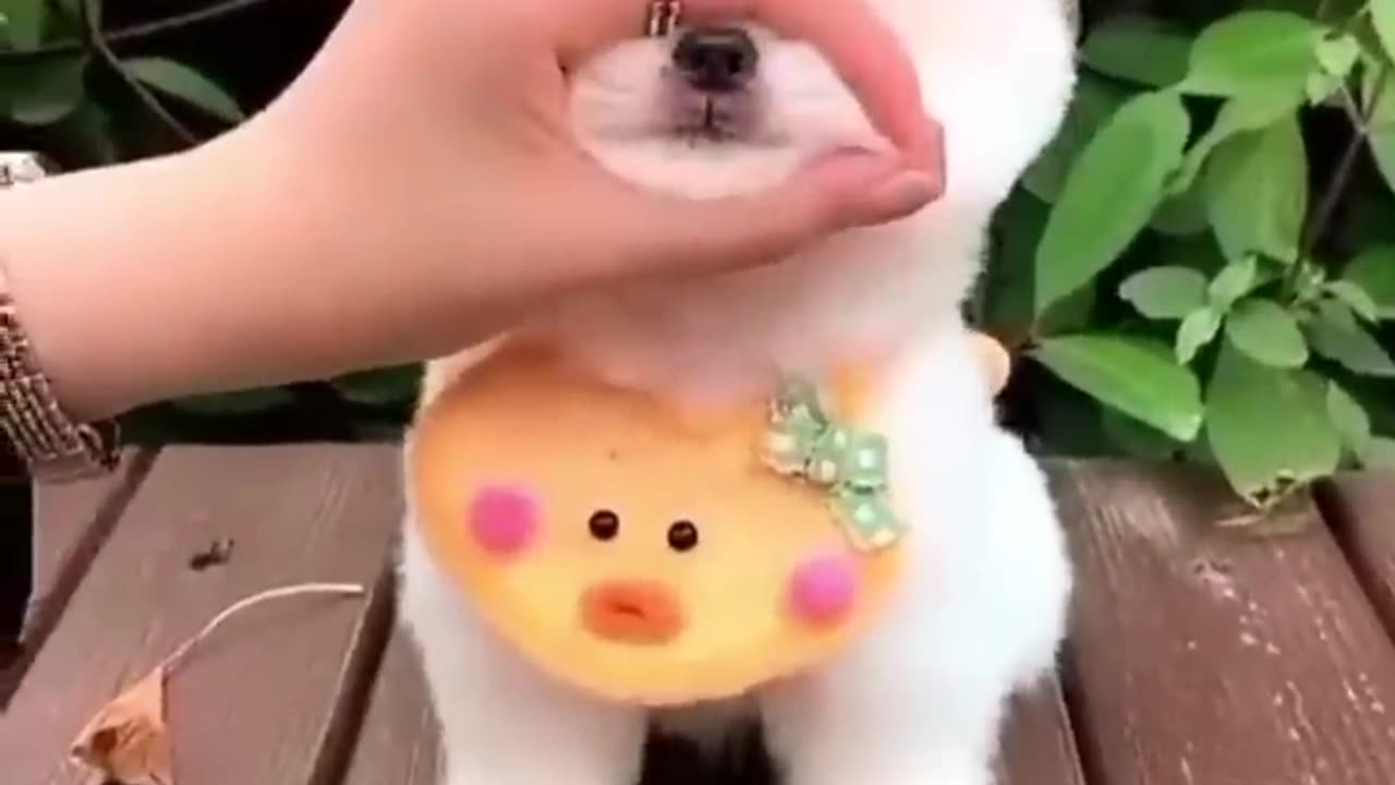 Cute Dog