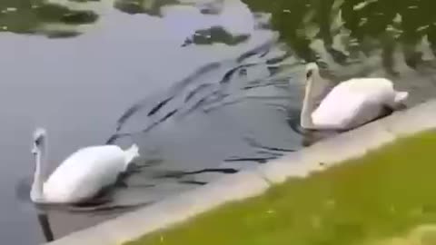 Swans Yelisey and Lyubava returned to the Summer Garden🌳🦢