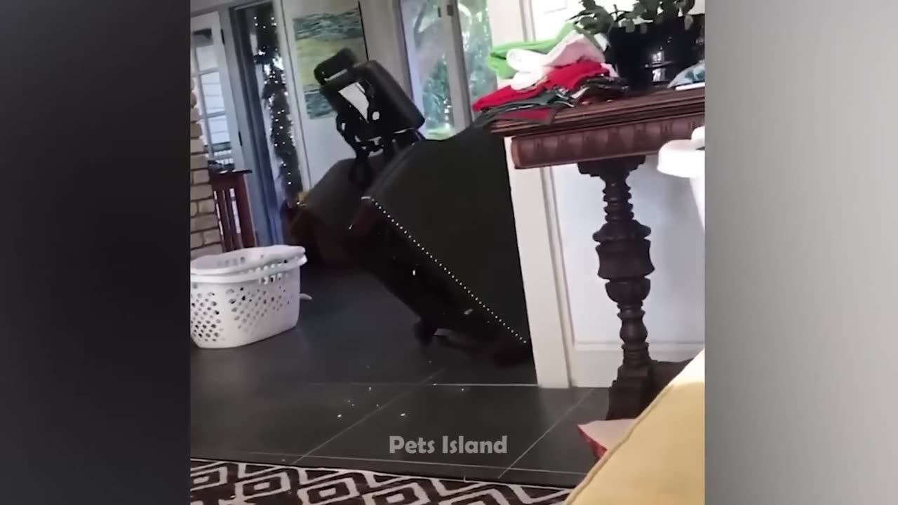 Top 10 - Animals funny fails