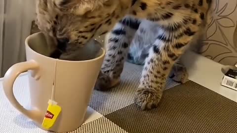 Cute little animals163