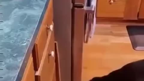 Cat and Dog