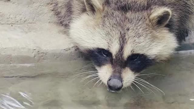 Clean the walls and dance, little raccoon