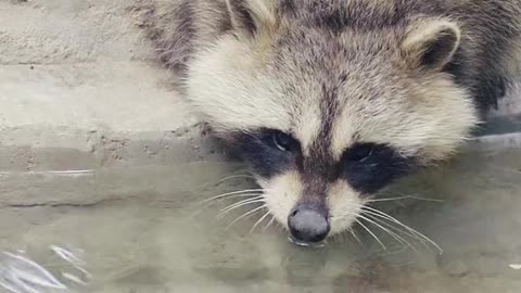 Clean the walls and dance, little raccoon