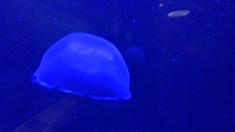 Jellyfish