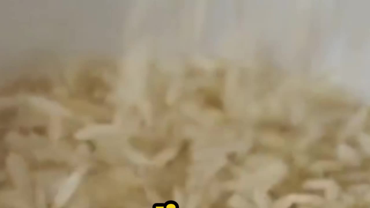 Rice The Grain of Versatility