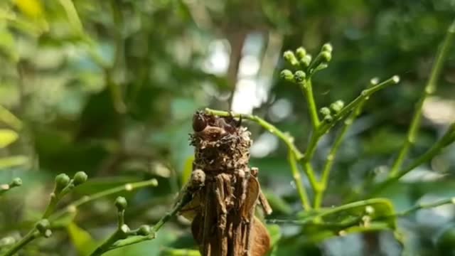 Grunge caterpillar Takes his house anywhere