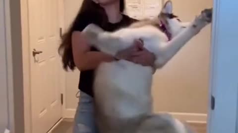 Bath time | funny dogs |Angry dog