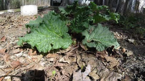 Rhubarb2(2023)