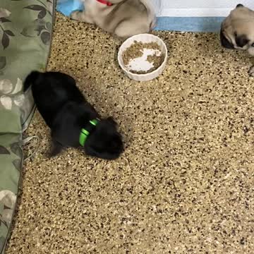 OLIVE'S PUPPIES PLAYING. 5 WEEKS OLD
