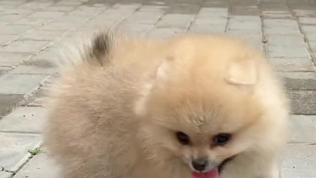 Cute Animals | Funny Pets #shorts