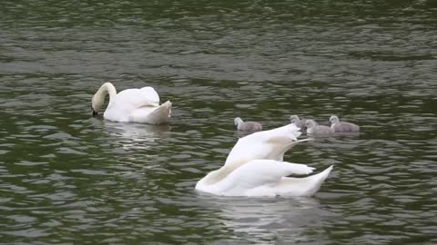 A couple of swans swimming with their little ones