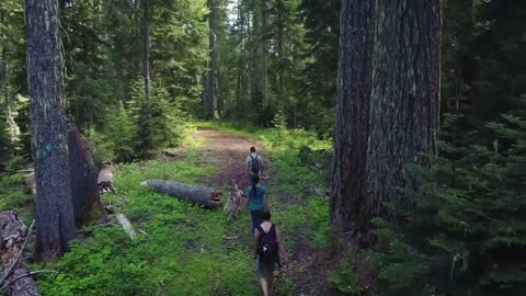 Aerial of Hikers Walking With Dog