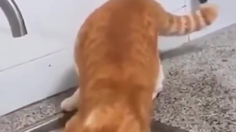 funny cats