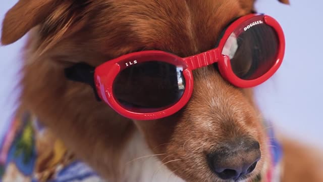 A Dog with Red Sunglasses l cute dog l funny animals l animals world