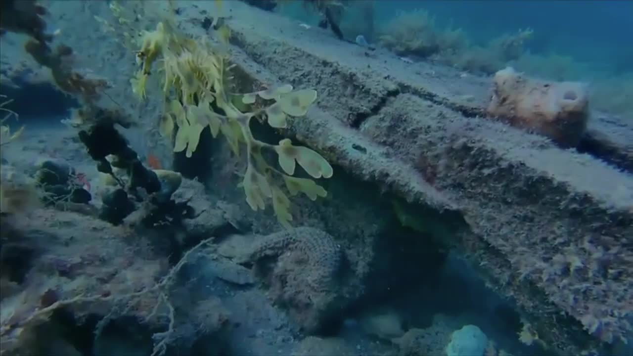 Underwater live leafy sea dragon: Kangaroo Island Australia