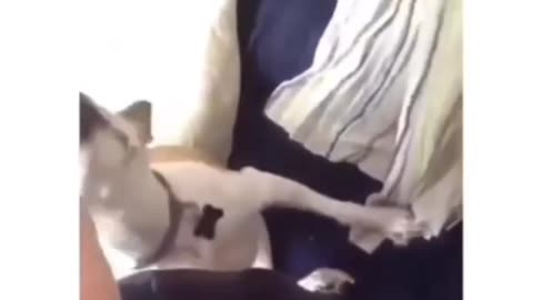 Dog selfie