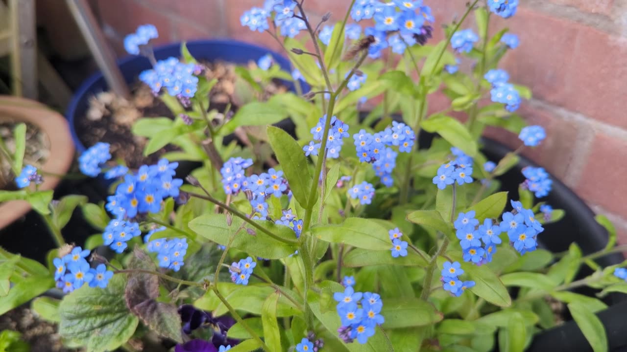 Little fly on forget me nots