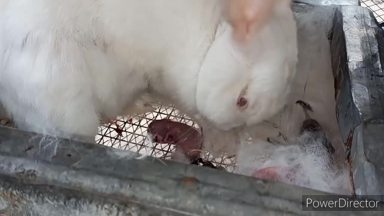 Rabbit giving birth to kittens (kits)