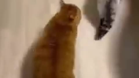 cat video, funny cat