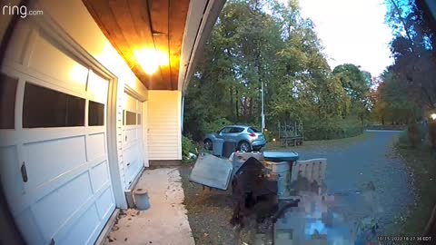 Bear Breaks into Garbage Receptacle for a Snack