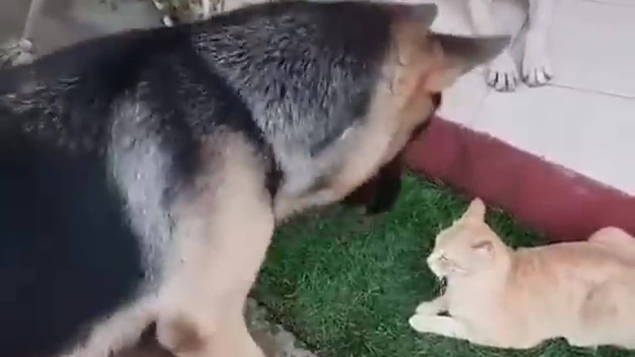 Funny Animal Videos 2023Best Dogs And Cats Videos πΊπ