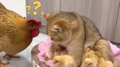 Cute cat & chick's