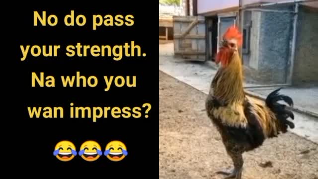 Crowing cock collapses