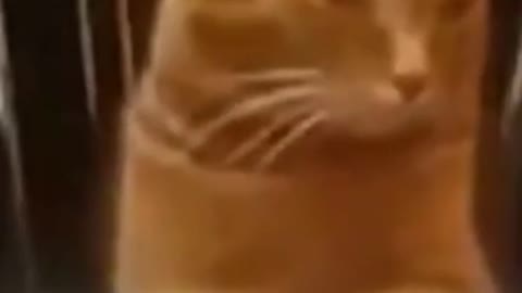 Funny videos of animals part 71